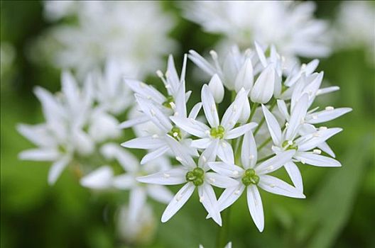 熊葱,野蒜,花