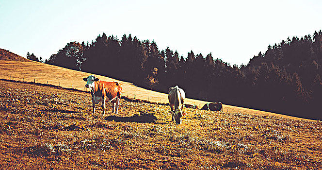 两个,牛,草地,山