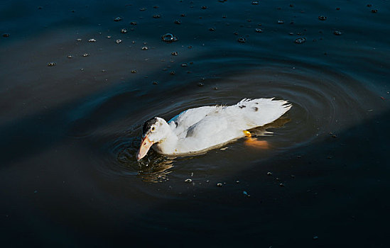羊城广州天河公园初冬湖中的白色鸭子