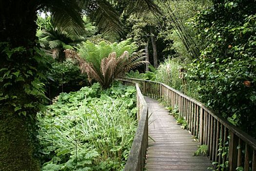 桥,丛林,迷失,花园,康沃尔,英国