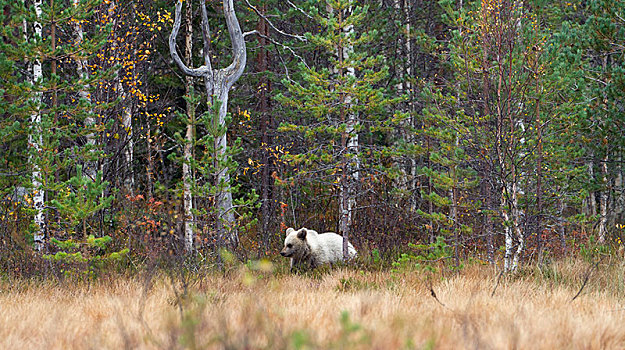 棕熊,幼兽,秋日树林,卡瑞里亚,芬兰,欧洲