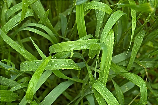 雨