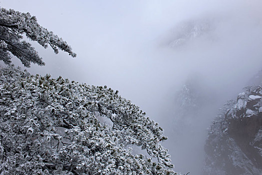 最美黄山冬雪时-雪雾黄山松