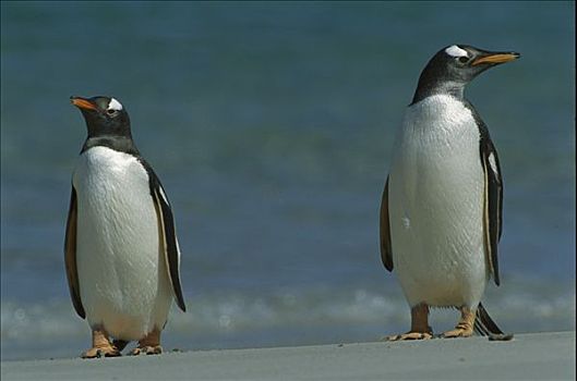 巴布亚企鹅,一对,海滩,福克兰群岛