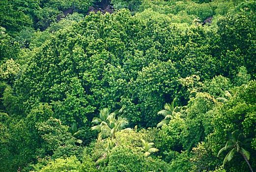 热带森林,普拉兰岛,塞舌尔