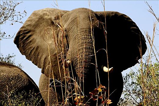 非洲象,树林,国家公园,纳米比亚