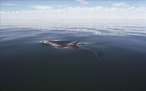 宽吻海豚,平面,呼吸,澳大利亚