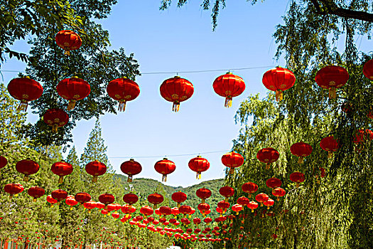 挂满中国红色灯笼的树
