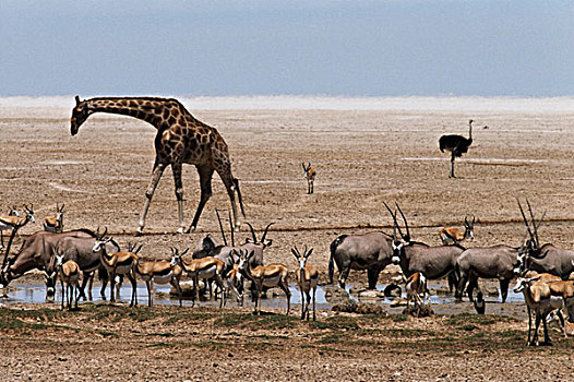 纳米比亚,跳羚,埃托沙国家公园,长颈鹿,羚羊,水潭,大幅,尺寸