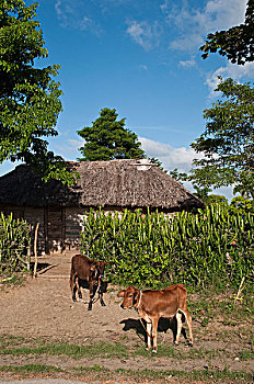 小,家,母牛,乡村地区,靠近,奥尔金省,古巴
