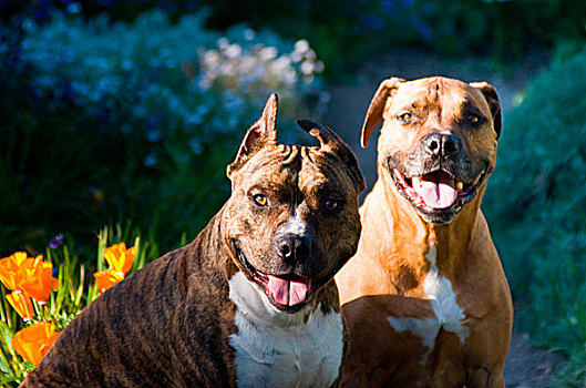 两个,美洲,斯坦福德郡,梗犬,姿势,摄影,花园
