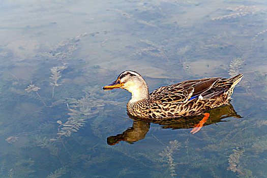 在湖面上嬉戏的野鸭