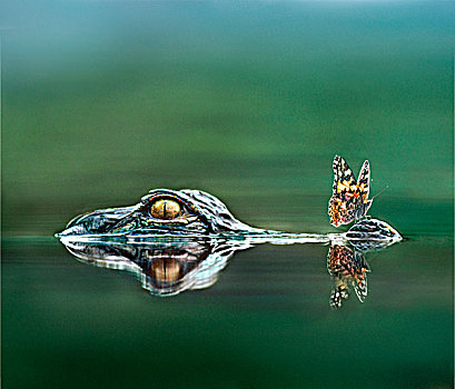 美国短吻鳄,蝴蝶,口鼻部,大沼泽地国家公园,佛罗里达