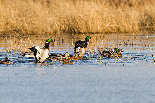 野鸭,绿头鸭,湿地,伊利诺斯,美国