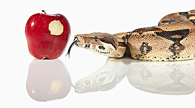 蛇,旁侧,苹果,咬,室外