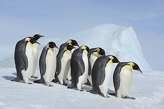 帝企鹅,雪丘岛,南极