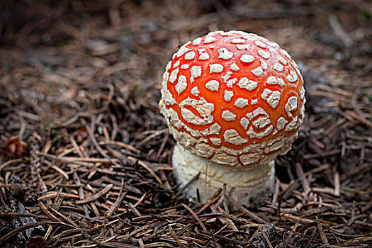 野蘑菇,白毒蝇鹅膏菌