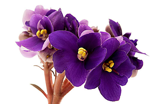 非洲紫罗兰