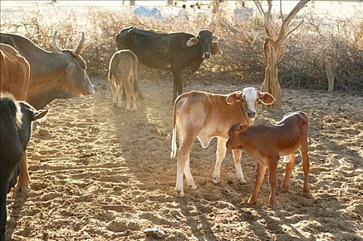两个,幼兽,母牛,牧群,博茨瓦纳,非洲