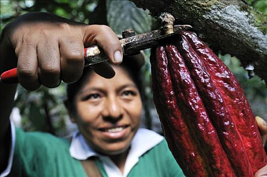 女青年,收获,可可豆,玻利维亚,南美