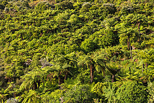 热带,植被,桫椤,国家公园,区域,南部地区,新西兰,大洋洲