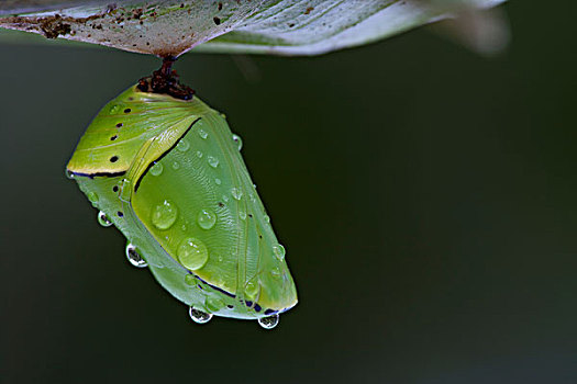 蝴蝶,蛹,遮盖,水滴