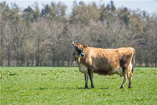 泽西种乳牛,母牛,站立,地点