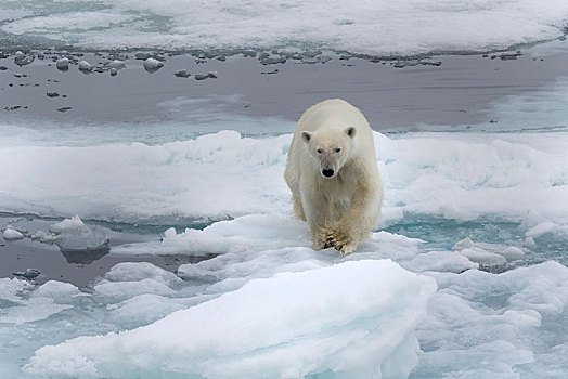 北极熊,欧洲,浮冰,斯匹次卑尔根岛,挪威