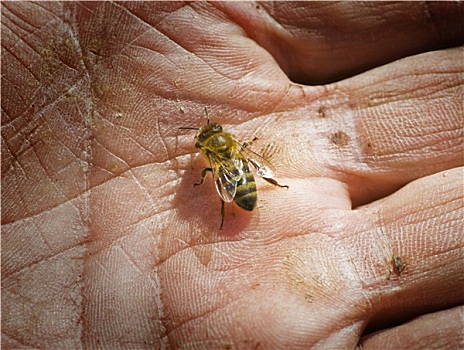 蜜蜂,手掌