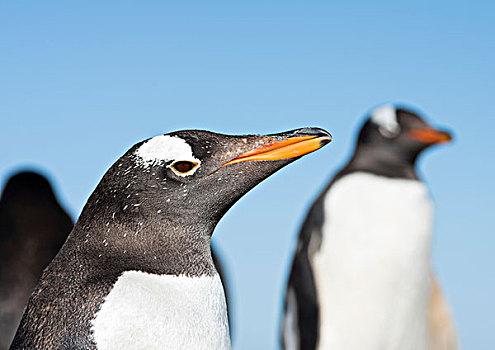 巴布亚企鹅,福克兰群岛,大幅,尺寸