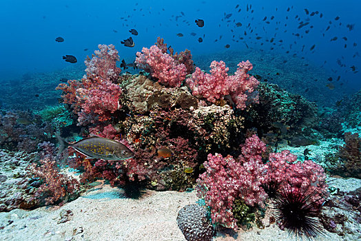 珊瑚礁,鲹属,红色,软珊瑚,王冠,海胆,岛屿,自然保护区,省,印度洋,阿曼,亚洲