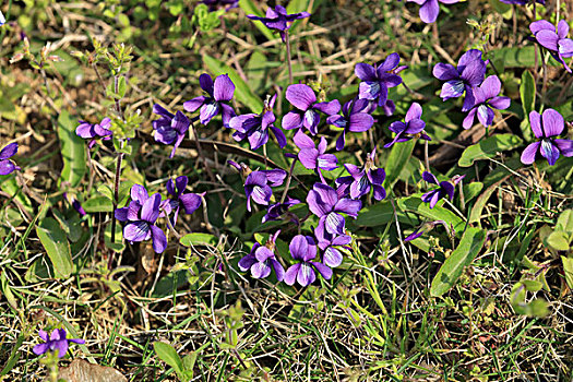 紫花地丁,野堇菜