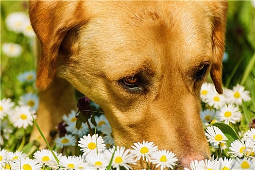 狗,嗅,花