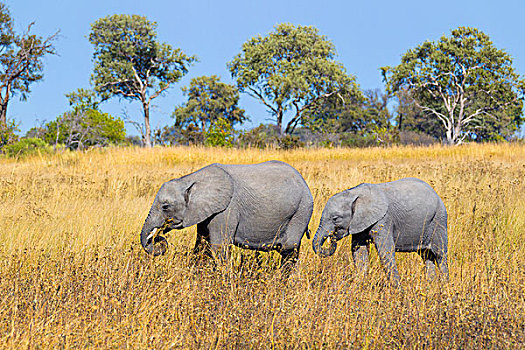 雌性,非洲象,幼兽,走,草地,奥卡万戈三角洲,博茨瓦纳,非洲