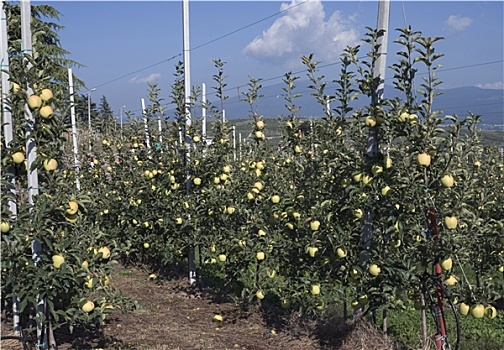 苹果,种植园,特兰迪诺,意大利