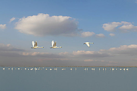 鄱阳湖白天鹅