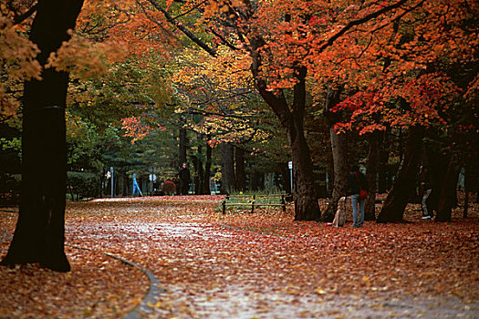 公园,秋天