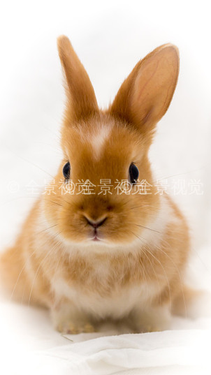 小,可爱,兔子,姿势,正面,摄影_高清图片_全景视觉