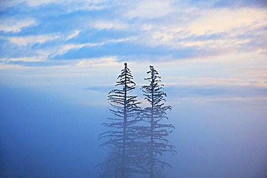 俄勒冈,美国,树,雾
