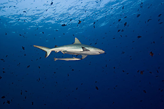 灰礁鲨,黑尾真鲨,鱼群,扳机鱼,尼日尔,深海,印度洋,马尔代夫,亚洲