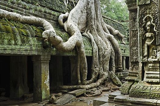 塔普伦寺,庙宇,吴哥,柬埔寨