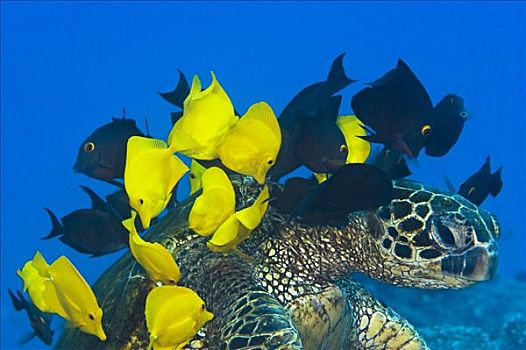 夏威夷,黄色,清洁,藻类,壳,绿海龟,龟类,濒危物种