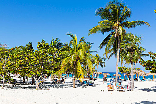 度假,棕榈树,海滩,省,圣斯皮里图斯,古巴,大安的列斯群岛,加勒比
