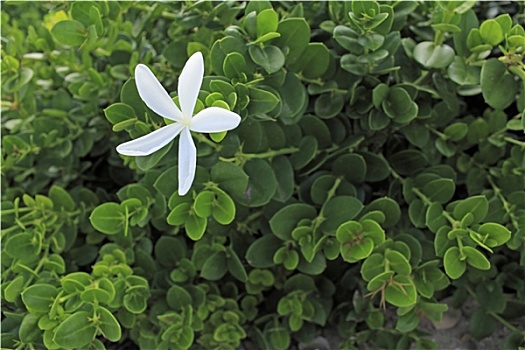 茉莉花,特写