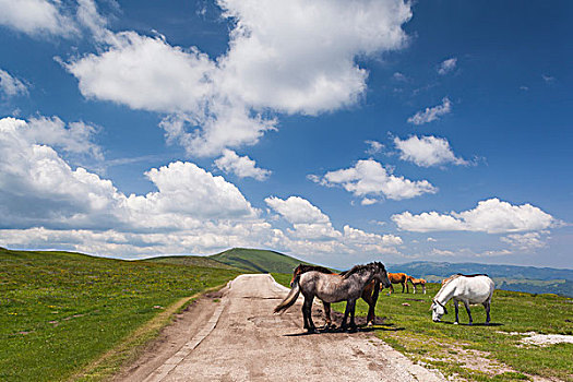 保加利亚,中心,山,马