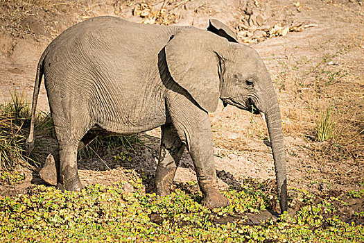 非洲象,喝,水坑,南卢安瓜国家公园,赞比亚,非洲