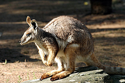 袋鼠,悉尼,澳大利亚