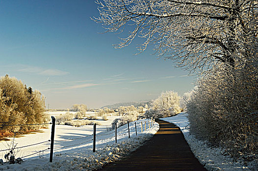 柵欄,運行,路邊的,通過,林地面積,在冬季,附近的,符騰堡,德國