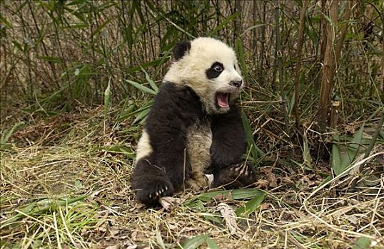 大熊猫,婴护,地上,竹林,中国,研究中心,卧龙自然保护区