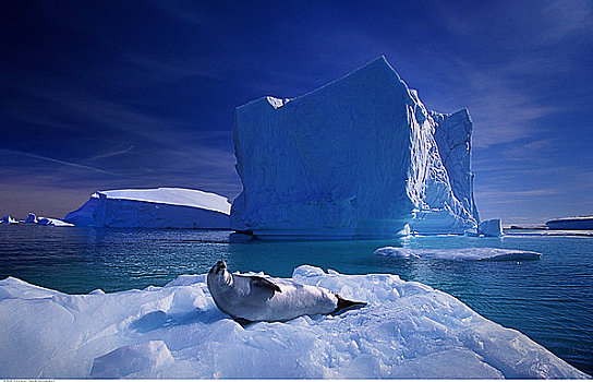 食蝦海豹,躺着,冰河,南极
